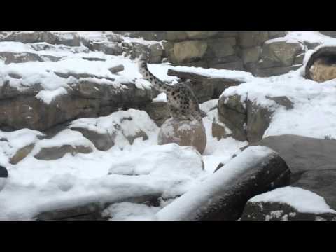 2016-01-13-snow leopard