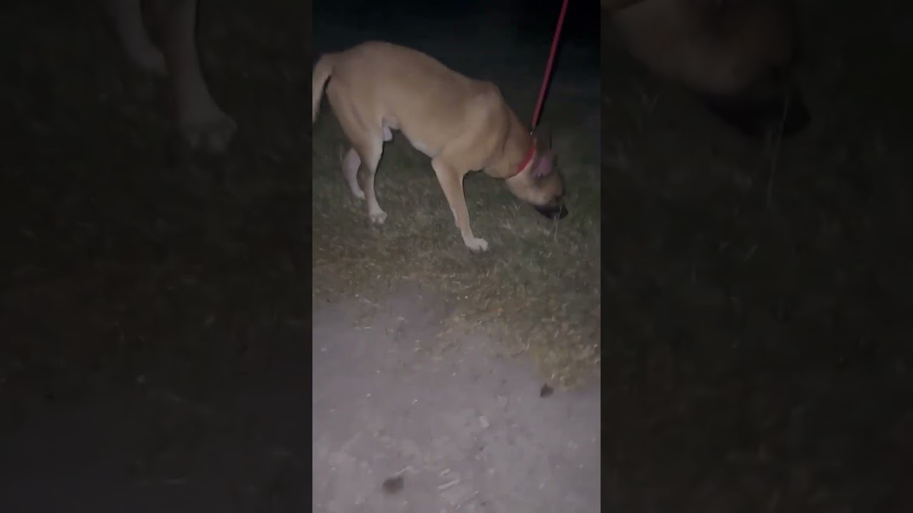 Enlarge Lex, a Adoptable mixed breed in Aledo, TX video 5/5