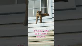 [閒聊] 媽！外面有一隻奇怪的貓