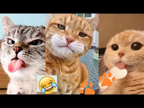 Best Funniest Cats that deserve 100 MILLION VIEWS 😂 #cat #funnycat #catlover #cutecat