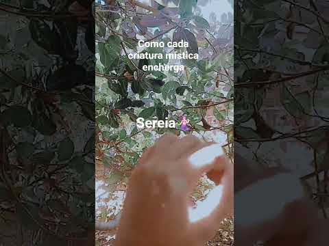 como cada criatura mística encherga #fadas #rpg#fairy #fadinhas #magia #nature