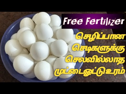 Eggshell(calcium)Fertilizer for plants tamil முட்டை ஓடுகளை waste பண்ணாதீங்க செடிகளுக்கு உரமாக்குங்க