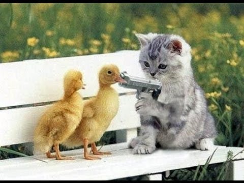funny video 30 seconds Mp4 3GP Video & Mp3 Download unlimited Videos Download funny video 30 seconds Mp4 3GP Video & Mp3 Download unlimited Videos Download