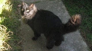 The Words We Never Use - Cover (Ron Sexsmith)