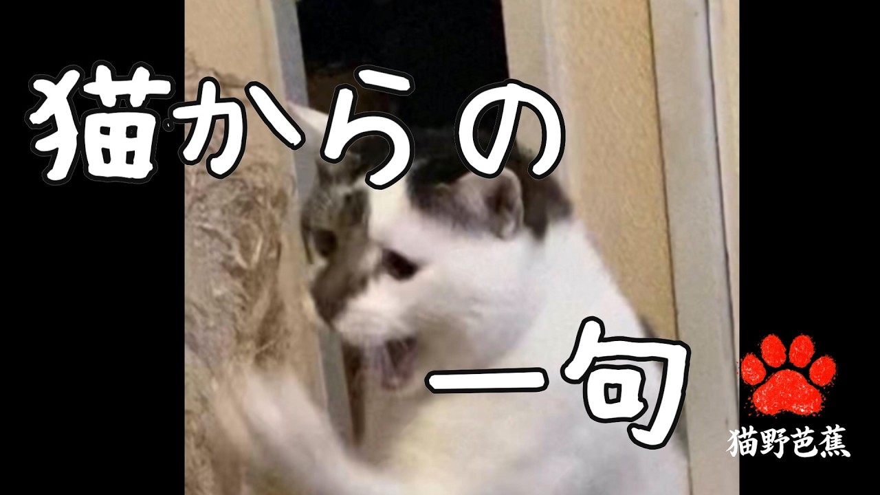 猫からの一句　＃１５【まっしゅ様】＃猫野芭蕉