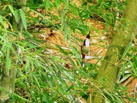 CHUẨN PHOM CHIẾN/ĐÁNH HƠN 4 TIẾNG/ỐP 2 MỒI/ĐÁ HƠN 20MET VÀO LUÔN CẦU TỬ/KẾT QUẢ MÃN NHÃN