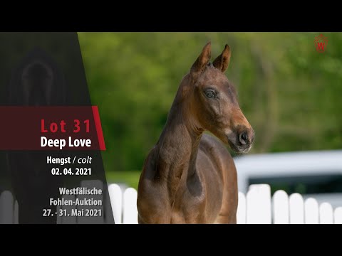Westfälische Online Auktion-Fohlen Lot 31 Deep Love Hengst v. Don Romance - Sorento