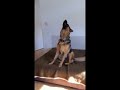 Funny German Shepherd singing and howling.. super cute and hilarious