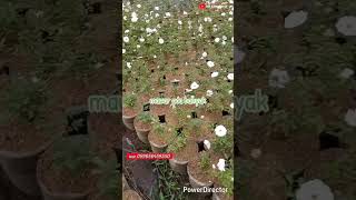 Download lagu bunga mawar putih #bunga mp3