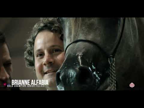 World Arabian Horse Championship 2022 - Highlights