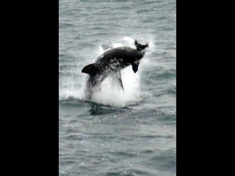 Air Jaws!  Great White Breaches Off Simon's Town, South Africa