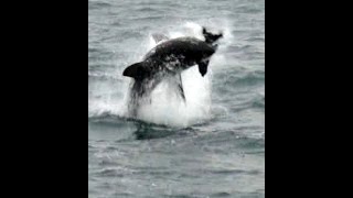 Air Jaws!  Great White Breaches Off Simon's Town, South Africa