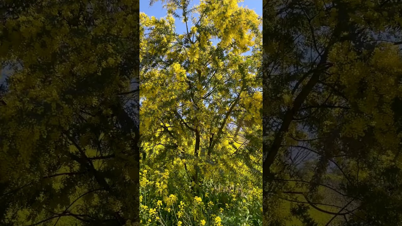 今年も一緒に見たかった。