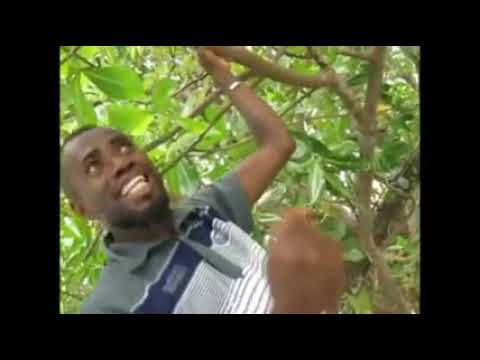 Buliva LSB- Tavalnul (Vanuatu String Band)vu