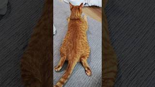 どっちでもいいから噛じりたい　　　　　　 #cat #ねこ動画 #保護猫 #猫好きさんと繋がりたい #かわいい猫