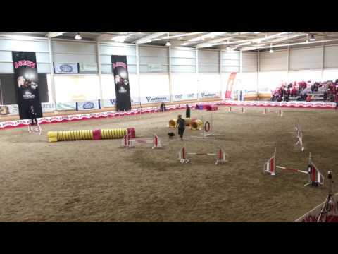 Billie O'Connor & Inky at IFCS WAC 2017