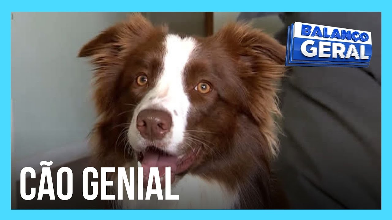 Cachorrinha brasileira é considerada uma das mais inteligentes do mundo