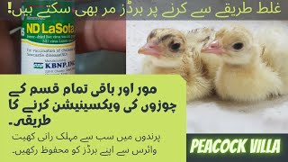 How to Vaccinate Young Chicks from ND virus  | Peacock Villa