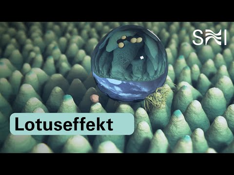 Die Natur macht es vor - Sauber geht auch ohne Seife #Lotuseffekt