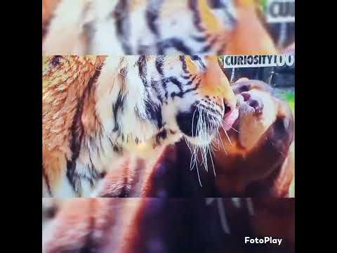 Lion, Tiger and Bear are best friends  and live together