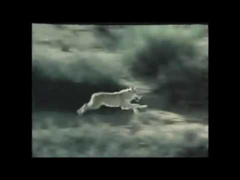 Kazak Korkyt ata - Konyr(Қорқыт ата - Қоңыр).