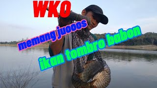 Download lagu wko memang juoss ikan tombro babon mp3