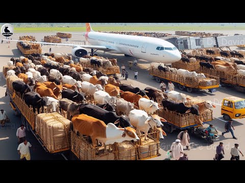 Why does India export 1,000,000 cows each year, but people don't eat them? | cow farm