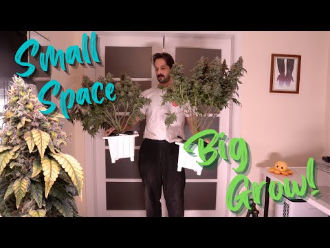 Seed To Harvest: The Bucket Company 1.2 gallon 2 x 2.5 foot tent