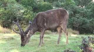 preview picture of video 'Sambar deer'
