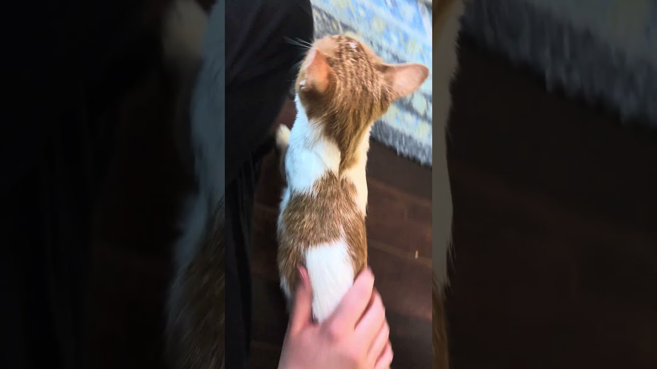 Enlarge Twinkle Toes, a ADOPTABLE mixed breed in Hyattsville, MD video 6/6