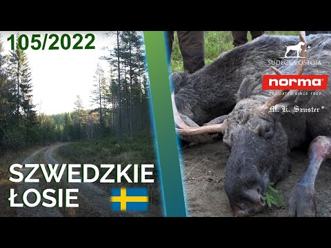 SUDECKA OSTOJA 105/2022 Moose Hunt in Sweden | @Norma Ammo Moose hunt 2022