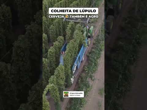 Colheita de lúpulo ao som da música O AGRO MALVADÃO de Adson & Alana - cerveja é agro