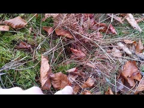 Red Stag Hunt in Poland