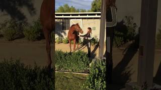 Walking My Horse - Watch What Happens at the End!