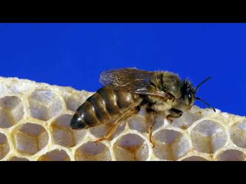 O Maravilhoso Mundo das ABELHAS - Sua IMPORTÂNCIA e suas CURIOSIDADES