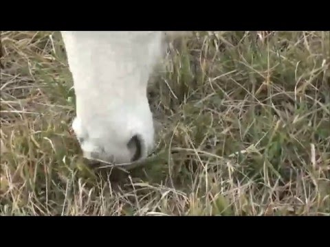 EL FESTIN DE COMER HIERBA