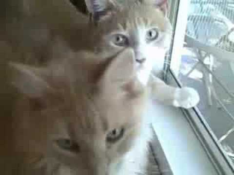 Chance & Theodore & Charisma #2