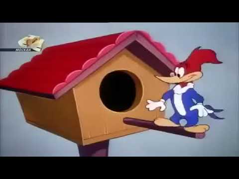 Desenho Pica Pau você vai se divertir !!!