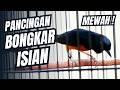 MURAI BATU GACOR FULL ISIAN TEMBAKAN MEWAH SANGAT AMPUH MELATIH MURAI BATU EMOSI BONGKAR ISIAN