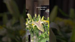 تنسيق استقبال اهلا بالمولود