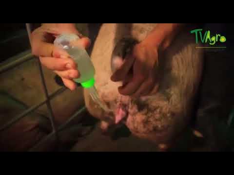 VENTA DE SEMEN E INSEMINACION ARTIFICIAL PORCINA