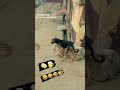 Dog Was Drinking Alcohol Shorts Viral Youtubeshorts