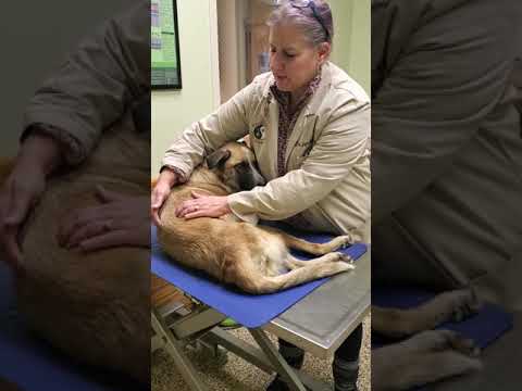 Physical therapy in paralyzed pets