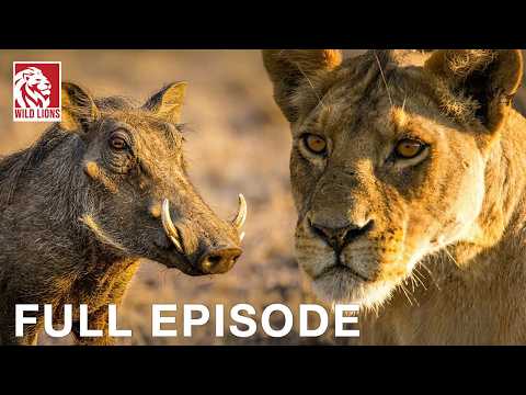 Warthog vs. Lion: Survivors Against Savanna's Odds (Full Episode) Wildlife documentary