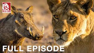 Download lagu Warthog vs. Lion: Survivors Against Savanna's Odds (Full Episode) Wildlife documentary mp3