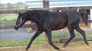 Les dernières vidéos en date ...