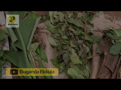 Okuloota Nga Basulidde Eddagala Ery’ekinansi - Ebirooto Namakulu Gaabyo - Buganda Ekkula