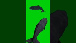 Download lagu Sperm Whale 🐋 Green screen Chroma key mp3