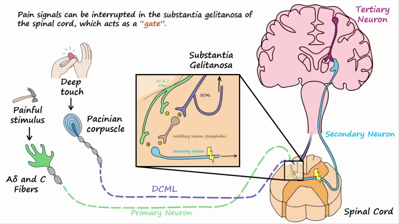 Gate Control Theory of Pain