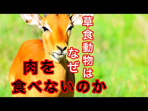 肉食動物のコードについての洞察